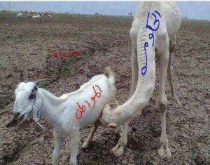 لا تراجع عن ضريبة الخلوي وأثر رفع الكهرباء يظهر نهاية العام