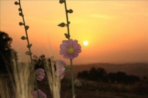 قبل دخول المنخفضات بعد منتصف شباط .. اقرأوا الحالة الجوية الكاملة على مدار اسبوع ..