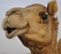 تحقيقات: أسلحة مهربة أدخلت للأردن بـ"الـجـمـال"