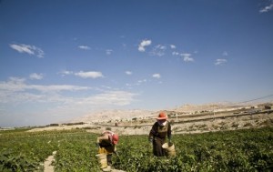 توزيع اراض باسعار رمزية على سكان الاغوار