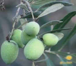 الزعبي: نصف انتاج الزيتون يصدر لإسرائيل