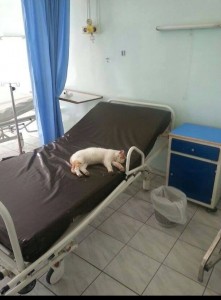 قطه تنام على سرير في قسم الطوارئ