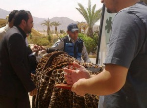 بالصور...جهود لتطويق تداعيات مشاجرة بـ"أردنية العقبة"