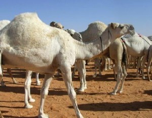 (إبل) في البادية تحمل (الكورونا) والصحة تحجر عليها