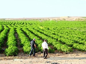 20 مليون دينار ذمم مستحقة من شركة مياه الديسي