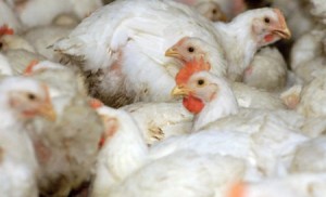 ارتفاع أسعار دجاج "النتافات"