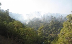 أعمدة الدخان الكثيفة تتصاعد نتيجة حريق بغابات دبين في جرش