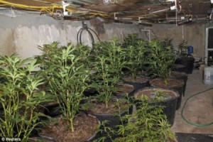 طفلة في التاسعة تبلغ عن زراعة اهلها للمخدرات في بيتهم