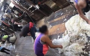 بالفيديو... تنكيل دموي ،وتعذيب قاسي للأغنام قبل تصديرها للعرب