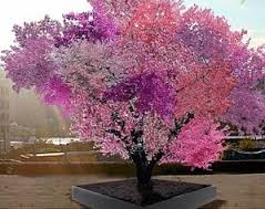 بالفيديو ..شجرة عجيبة تحمل 40 نوعاً من الفاكهة