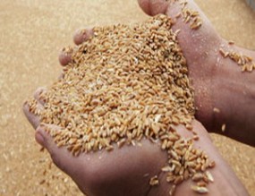 استيراد شحنات قمح مصابة بحشرة "السونة" تكبد المخابز خسائر مالية