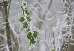 أجواء باردة خلال الأيام القادمة وحتى عطلة نهاية الأسبوع ... نشرة مفصلة