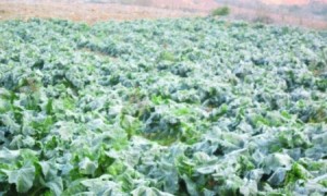 لا تعويض للمتضررين من العاصفة الثلجية