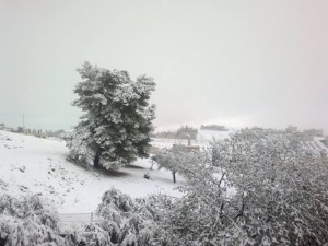 احتمال كبير لعودة الزائر الأبيض في العاشر من الشهر الحالي