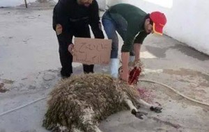 ذبائح في الرمثا عن روح الشهيد البطل الطيار معاذ الكساسبة