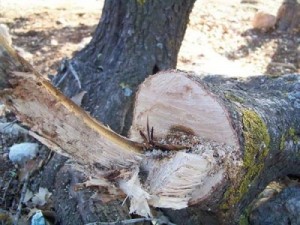 حطابون يعتدون على طوافي الحراج في عجلون