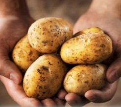 رفض إدخال 2600 طن منتجات زراعية خلال 2014