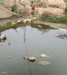 مافيات" تلوث أودية المفرق والضليل بنصف مليون لتر من " المياه العادمة " يوميا