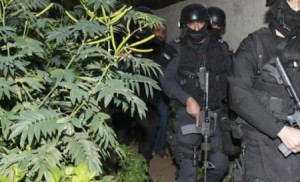 ضبط مطلوب خطير ومخدرات وأشتال "ماريغوانا" في الشونة الجنوبية