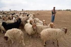 "فزغة مسلحة" بطلها "راعي أغنام" توقع اصابات بين موظفي "الزراعة" في اربد