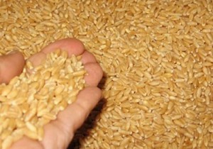 ما هو مصير شحنة القمح البولندية؟