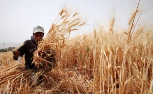 "الغذاء" تطلب إعادة تصدير "القمح البولندي"