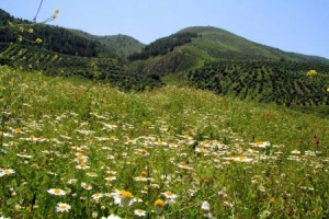 الجمعة : ارتفاع على الحرارة مع بقاء الأجواء لطيفة