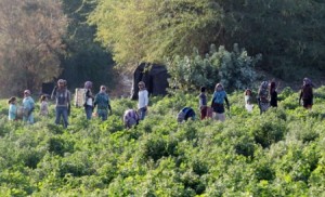 3000 سوري يغلقون سوق العمل الزراعي أمام العمالة المحلية