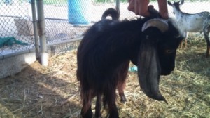 أردني يوهم سعودي ببيعه اغنام .. ويحتال عليه بـ200 ألف ريال