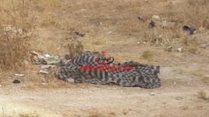 الطب الشرعي : جلطة قلبية حادة السبب الرئيس في وفاة السبعيني الذي عثر على جثته في لواء المزار الشمالي