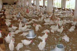 موجة الحر تتسبب بنفوق 750 الف طير دجاج