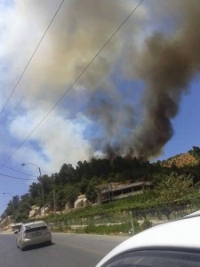 القبض على المتسبب بحريق التهم 500 شجرة معمرة في عجلون