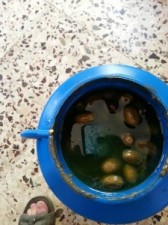 بالصور .. خادمة تدس السم في مكدوس الزيتون في عجلون وتغادر البلاد