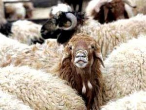 كيف تعرف أن الأضحية مريضة ولا تجوز؟!