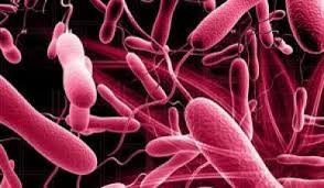 الصحة : اتخاذ الاجراءات الوقائية اللازمة لتجنب الاصابة بالكوليرا