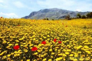 الخميس : أجواء مستقرة ومشمسة