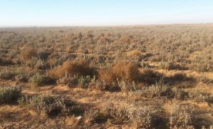 الصقيع يضرب 1600 دونم من محصول "الميرمية" في المفرق