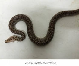 ضبط 130 افعى عاصرة بحوزة شخص