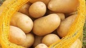 "العفن البني" يحرم الأردنيين من "البطاطا المصرية"