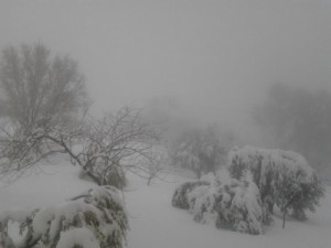 بالصور .. تساقط كثيف للثلوج في مناطق بمحافظة الطفيلة