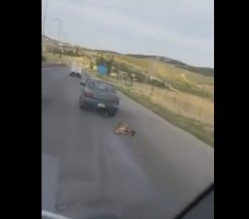 مواطن يجر كلبا بسيارته في مشهد مؤلم.. فيديو