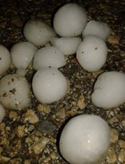 بالصور .. حبات كبيرة من البرد تفاجئ اهالي الشوبك