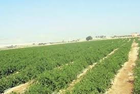 ابار كلفت   مليون دنيار  بدون استفادة ...موظفين.. تلاعبوا في وحدات  الاغوار