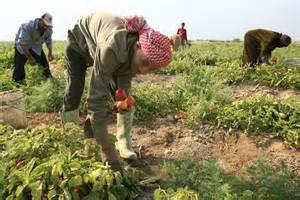 تحذيرات من خطورة توقف تمويل المزارعين