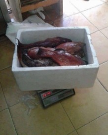 بالصور .. ضبط 50 كيلو سمك فاسد في احدى المحلات التجارية في سحاب