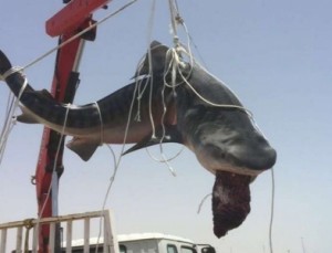 بالفيديو...صياد يُخرج سمكة قرش بالونش في المدينة المنورة