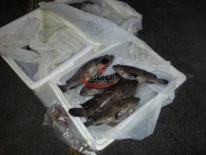 بالصور ...ضبط لحوم واسماك فاسدة في مول كبير قبل وصولها للمواطنين في اربد