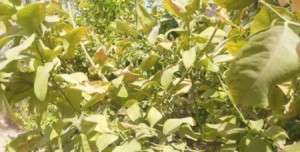 موجة الحر تلحق أضرارا بالمزروعات