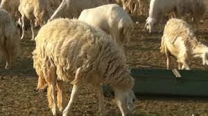 حبس 4 أشخاص لمدة سنة بسبب قيامهم بسرقة رأسين من الاغنام في الطفيلة