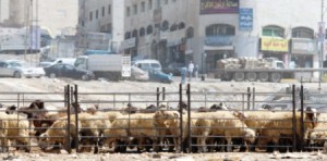 تزايد الطلب على الأضاحي و"الروماني" يتسيد الموقف